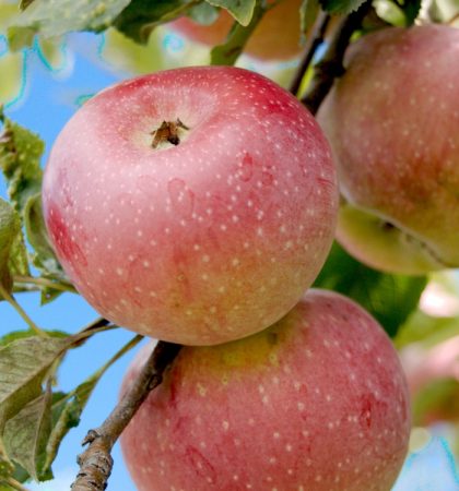 Reception Apple Picking