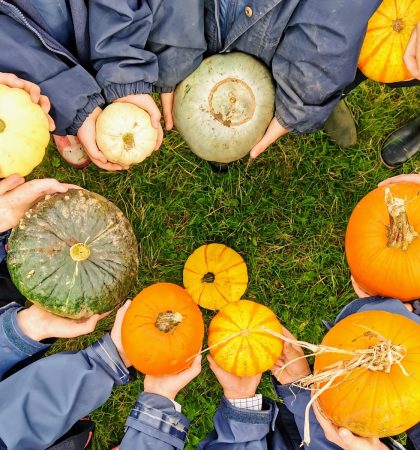 Pre Prep Pumpkin Picking Pumpkin
