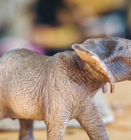 Wildlife Preservation - Elephant