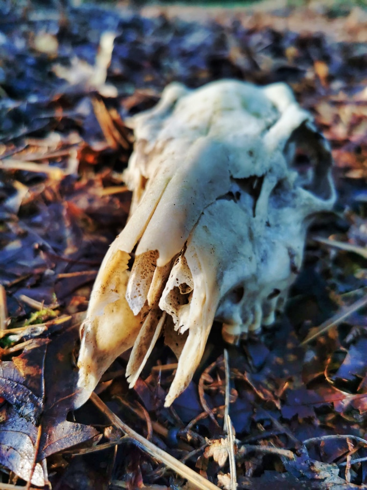 Environmental Biodiversity Skull