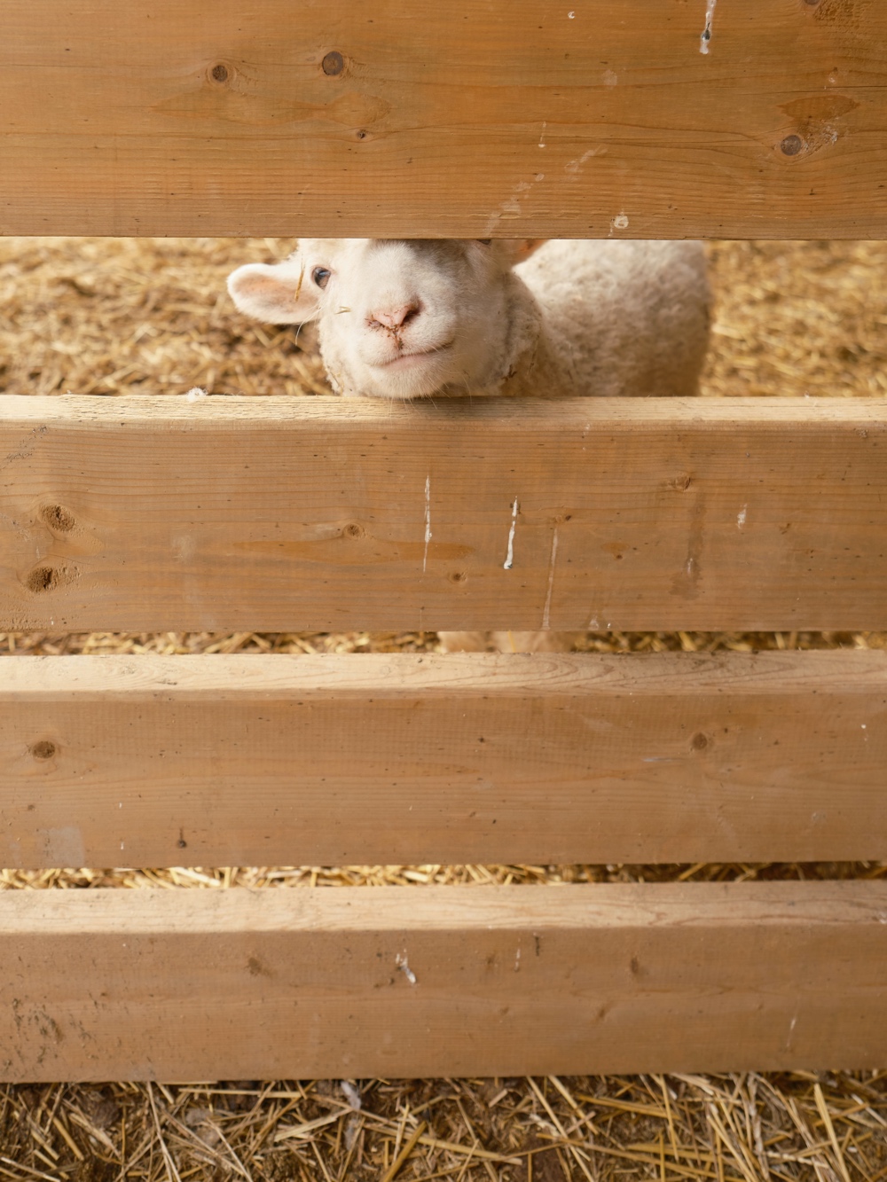 FSM Petting Farm Sheep