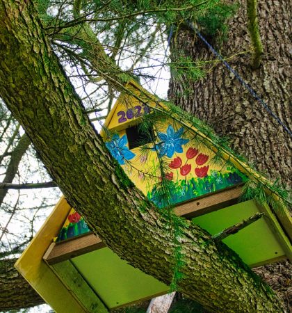 FSM Owl Box