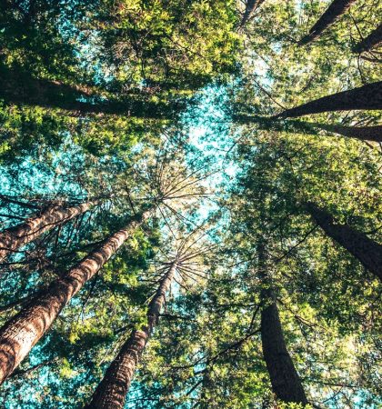 Woodland Trust Trees