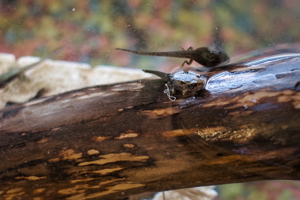 Nursery - Life Cycle of Frogs