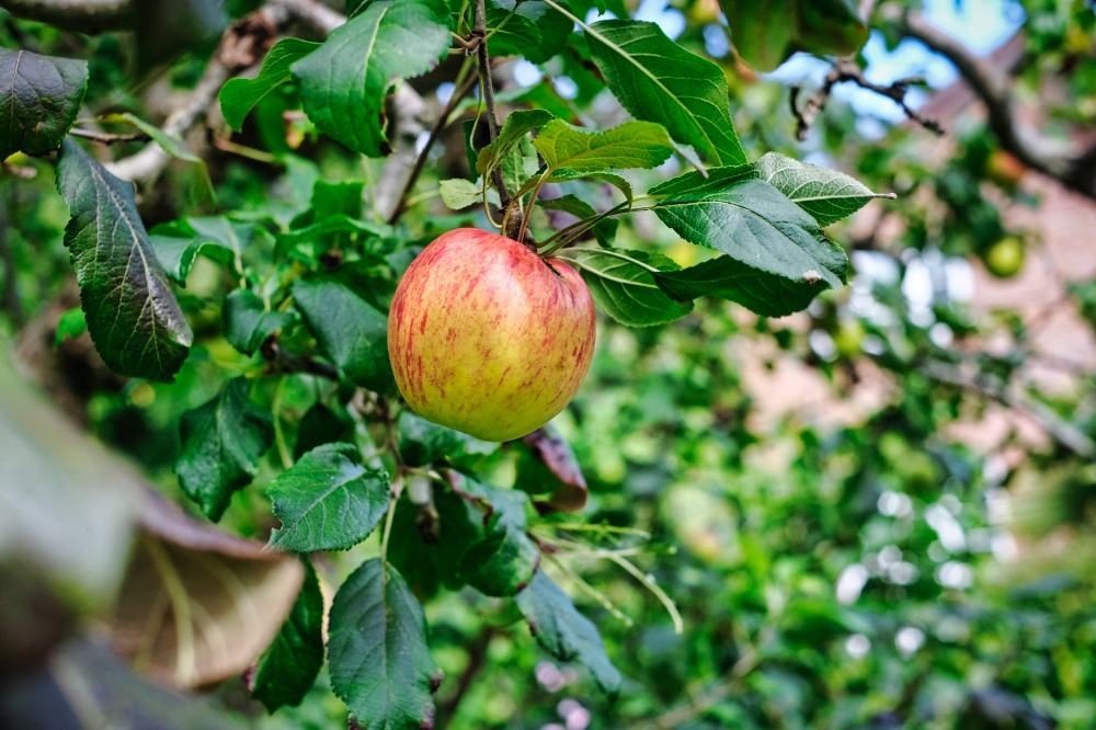 Nursery Walk Apples