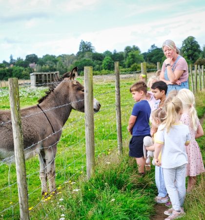 Nursery Walk - Donkey