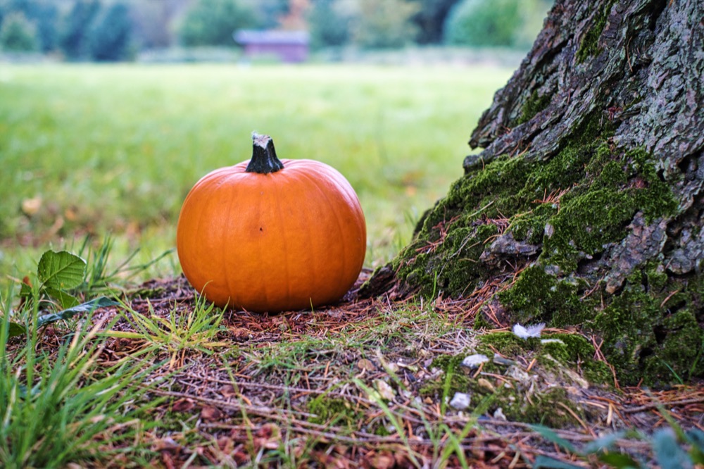 Pumpkin Trail on the Moor