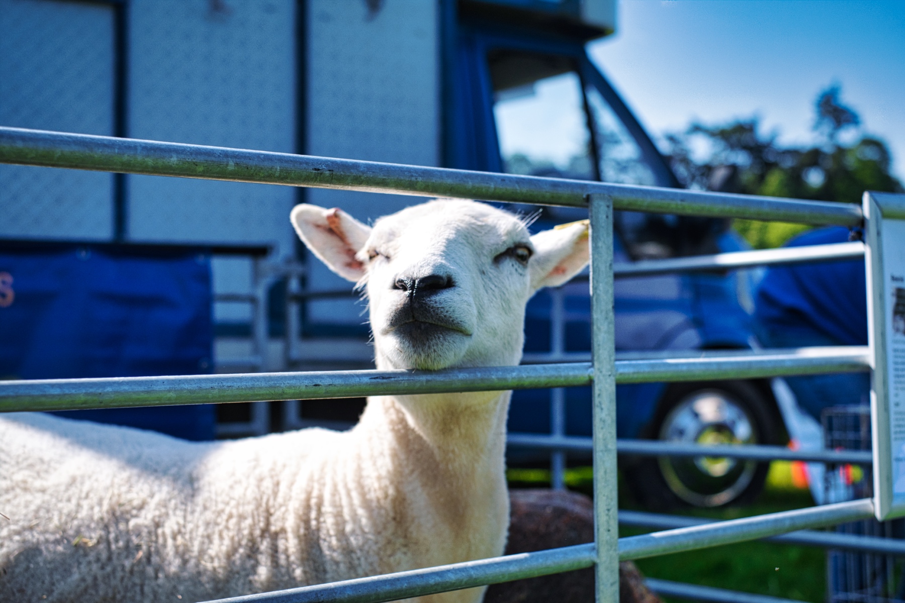 Nursery to Year 2 Petting Farm Sheep