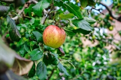 DSCF6416