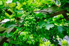 DSCF6419