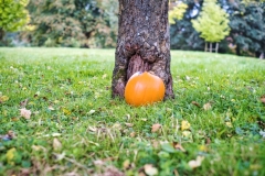 DSCF9398